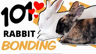 A Beginners Guide to Bonding Rabbits [upl. by Arob]