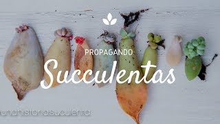 Como Propagar Suculentas por hoja paso a paso  How to propagate succulents step by step CC English [upl. by Grati]