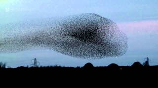 Gretna Green Starling Murmurations [upl. by Torp]