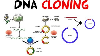 DNA cloning [upl. by Annoif]