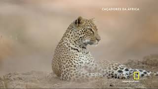 Caçadores Da África  Leopardo HD [upl. by Aytida]