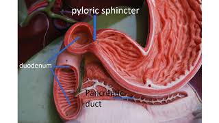 Medical terms 11 Gastrointestinal system [upl. by Eyllek]