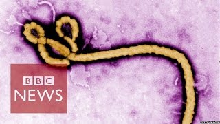 Ebola virus How is it contracted BBC News [upl. by Sirromaj]