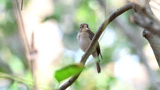 Brown breasted flycatcher [upl. by Nikaniki]