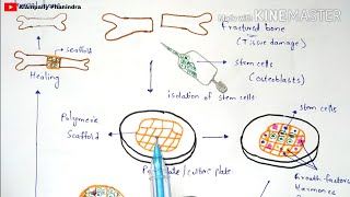 Tissue engineering  Technique  Procedure  Bio science [upl. by Ddarb212]