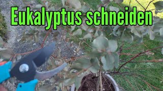 Eukalyptus schneiden im Frühjahr radikal Rückschnitt vom Eukalyptusbaum [upl. by Moffat]