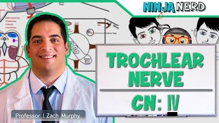 Neurology  Trochlear Nerve Cranial Nerve IV [upl. by Yltnerb]