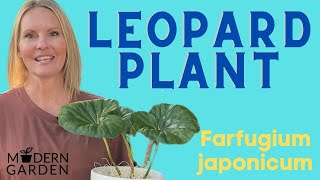 Leopard Plant Houseplant Care  Farfugium Japonicum  MOODY BLOOMS [upl. by Yalonda841]