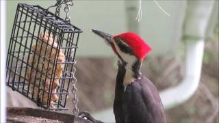 Pileated Woodpecker Call [upl. by Mathi]