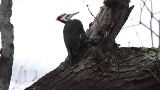 Pileated Woodpecker drumming [upl. by Ibmab]