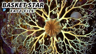 Basket Star Facts FANCY Brittle Stars ⭐ Animal Fact Files [upl. by Marb]