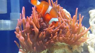 Anemone hosting clownfish [upl. by Aikenat]