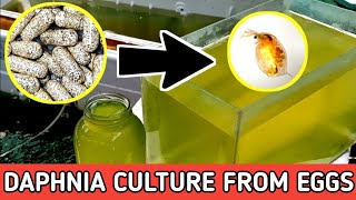 HOW TO HATCH DAPHNIA EGGS  HOW TO CULTURE DAPHNIA [upl. by Eniarda]