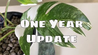 1 Year Epipremnum Pinnatum Variegata Propagation Update amp Tips [upl. by Rosenstein]