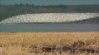 Murmuration of Dunlin HD [upl. by Fennessy]