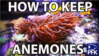 How to keep anemones [upl. by Leonard541]