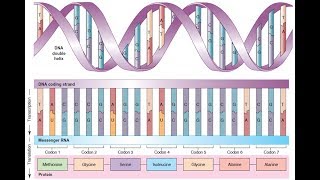 BIOQUIMICA PROTEINAS Síntesis de las proteínas [upl. by Crenshaw]