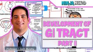 Gastrointestinal  Development amp Embryology of the GI Tract Part 2 [upl. by Brigitta]