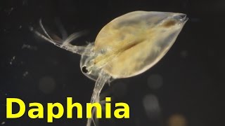 Daphnia [upl. by Omsare]