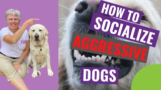 How to Socialize Aggressive Dogs [upl. by Lednahs652]