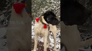 Kangal çoban köpeği [upl. by Aihcrop]