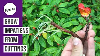 How to propagate amp grow Impatiens from cuttings [upl. by Valenta958]