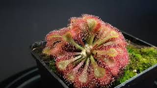 Drosera tokaiensis [upl. by Palestine]