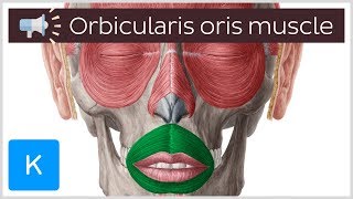 Orbicularis oris muscle  Anatomical Terms Pronunciation by Kenhub [upl. by Orel]