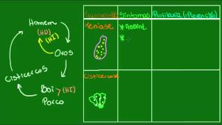 Teníase e cisticercose  Parasitologia  Biologia [upl. by Nitsej]