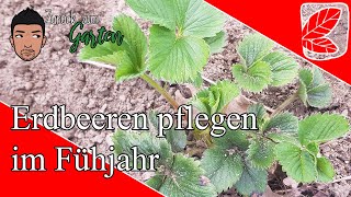 Erdbeeren pflegen im MärzApril [upl. by Alhak572]