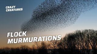 Why Do Starlings Flock in Murmurations [upl. by Gilmore]