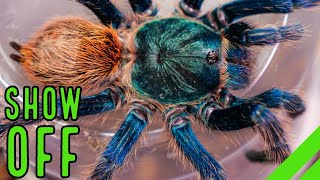 Top 10 BEST Display Tarantulas Show Off YOUR Spiders [upl. by Enaj422]