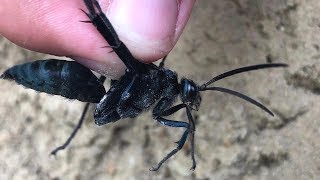 Tarantula hawk wasp  Praying mantis combo [upl. by Anailli642]