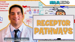 Endocrinology  Receptor Pathways [upl. by Atnek787]