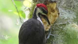 Pileated woodpecker [upl. by Siubhan]