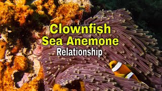 Clownfish Sea Anemone Relationship [upl. by Haase]