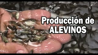 PRODUCCION DE ALEVINOS PISCICULTURA [upl. by Rhody]