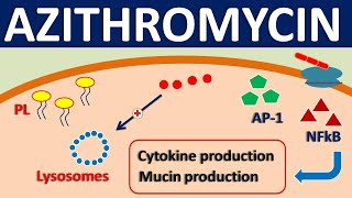 Azithromycin  Mechanism side effects precautions amp uses [upl. by Presley425]