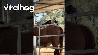 Crows Gather Hair From Shedding Horse  ViralHog [upl. by Siladnerb]