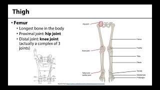 Lower Limb  Bones amp Joints [upl. by Eiramyllek]