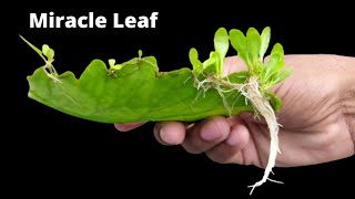 How to grow bryophyllum leaves in water  Pathor kuchi miracle leaf [upl. by Warram519]