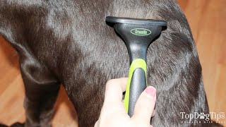 How To Stop Dog Shedding Hair [upl. by Nochur]