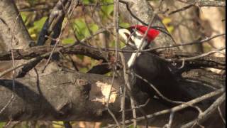 Pileated Woodpecker Pecking [upl. by Matland131]