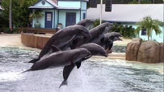 Dolphin Adventures NEW Show  SeaWorld Orlando  May 29 2021 [upl. by Maddi]