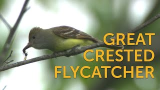 Great Crested Flycatcher [upl. by Hawthorn]