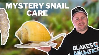 How to Care for Mystery Snails amp Hatch their Eggs [upl. by Atima]