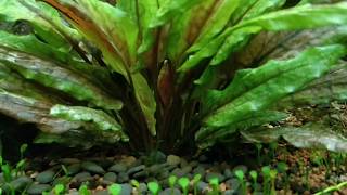 Cryptocoryne wendtii Green Gecko [upl. by Eisen]