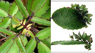 3 Ways To Grow Kalanchoe Pinnata  Kalanchoe Kataka Taka [upl. by Atsedom]