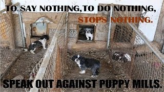 The Shocking Truth About Puppy Mills Documentary in HD [upl. by Thurlough]