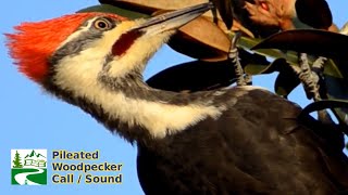 Pileated woodpecker call  sound [upl. by Garrot541]